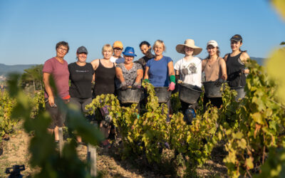Vendanges